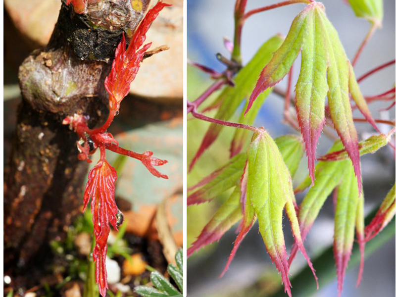 躍動の春 我が家の庭の花 春もみじ 野草デジカメ日記 躍動の春 我が家の庭の花 春もみじ 野草デジカメ日記