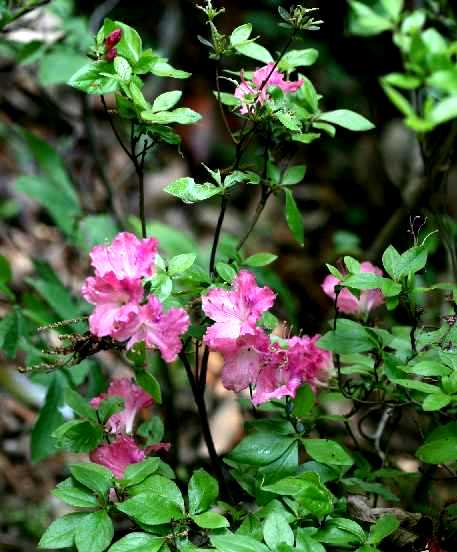 　一寸の草にも　五分の花　　　　５．９_d0140806_1055452.jpg