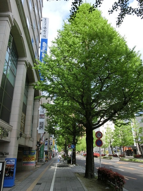 新緑がまぶしい「杜の都・仙台」は都市計画のお手本_f0141310_83027.jpg