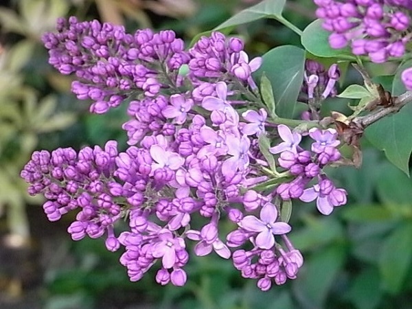 リラ冷え の季節に咲くライラックの花 チルターンの風に吹かれてーイギリスの小さな村の小さな庭からー リラ冷え の季節に咲くライラックの花 チルターンの風に吹かれてーイギリスの小さな村の小さな庭からー