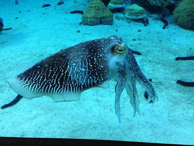 3泊4日沖縄の旅・2014～美ら海水族館～_b0121019_20170618.jpg