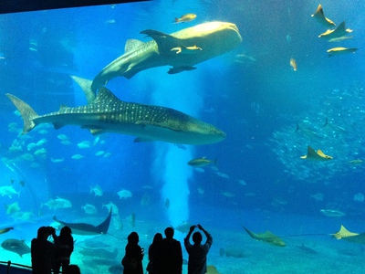 3泊4日沖縄の旅・2014～美ら海水族館～_b0121019_20313123.jpg