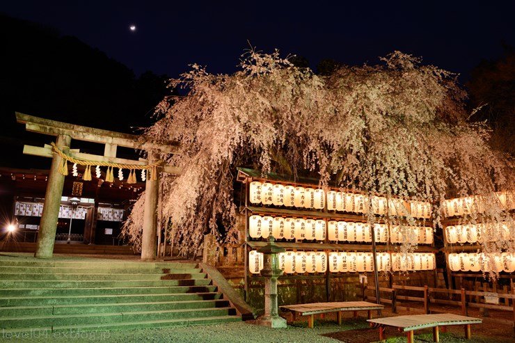 京都 大石神社 ～大石桜～_d0319222_9441514.jpg