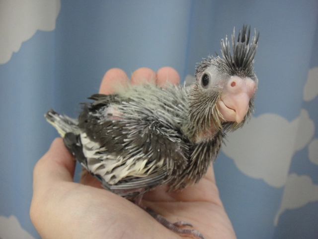 140509 インコ・フィンチ・ハムスター_f0189122_13341746.jpg