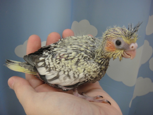 140509 インコ・フィンチ・ハムスター_f0189122_13342523.jpg