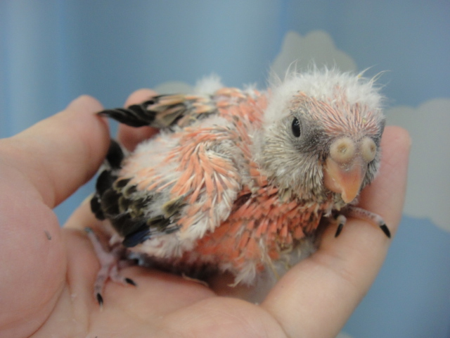 140509 インコ・フィンチ・ハムスター_f0189122_13345315.jpg