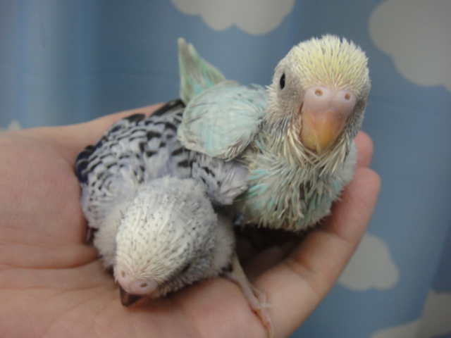 140509 インコ・フィンチ・ハムスター_f0189122_13351945.jpg