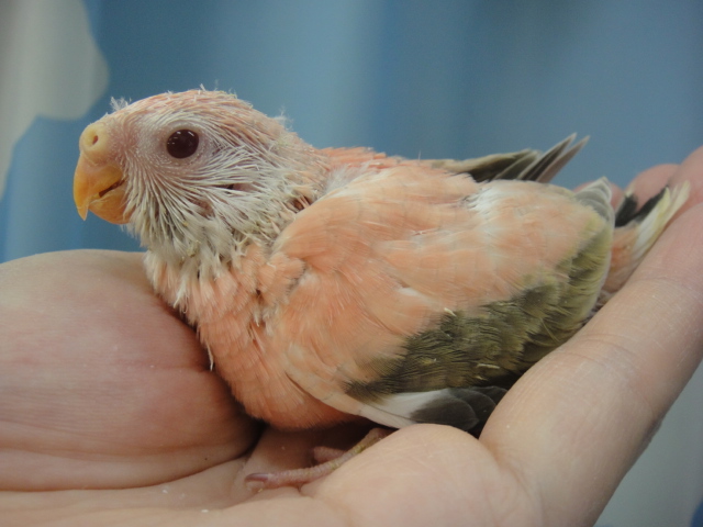 140509 インコ・フィンチ・ハムスター_f0189122_1335455.jpg