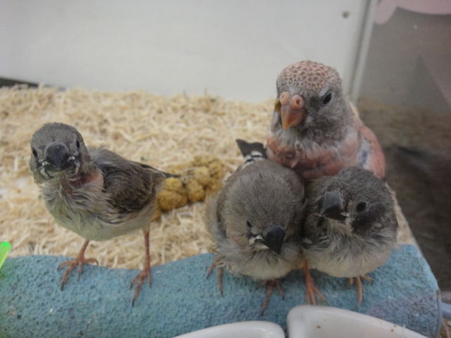 140509 インコ・フィンチ・ハムスター_f0189122_13355042.jpg