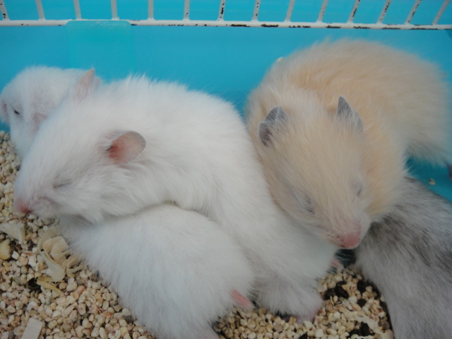 140509 インコ・フィンチ・ハムスター_f0189122_13355171.jpg