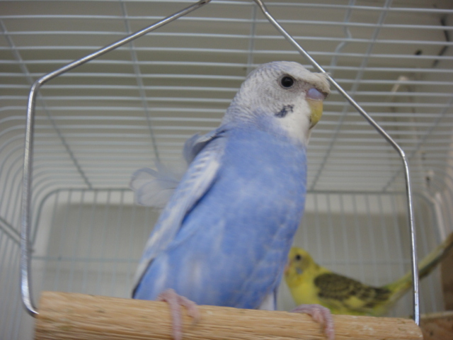 140509 インコ・フィンチ・ハムスター_f0189122_13361913.jpg