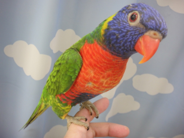 140509 インコ・フィンチ・ハムスター_f0189122_13363173.jpg