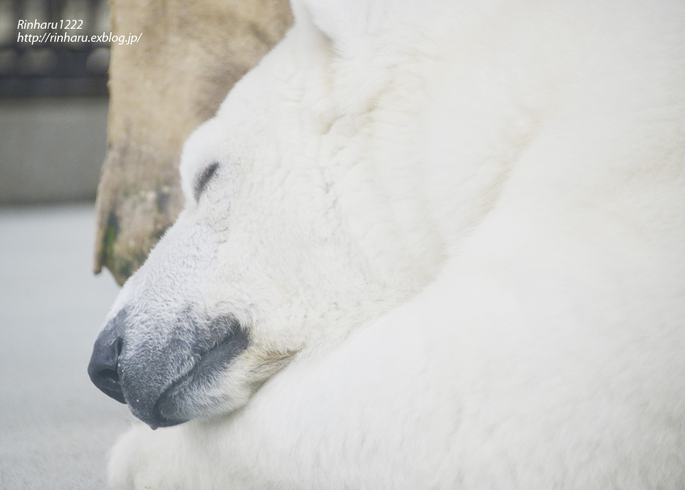 2014.1.11 とべ動物園☆ホッキョクグマのピース【Polar bear】_f0250322_23211452.jpg