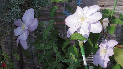 e0311225_8165638.jpg