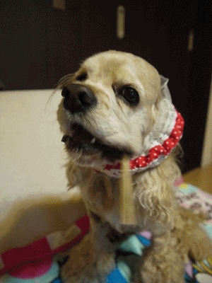 f0326925_23490925.gif