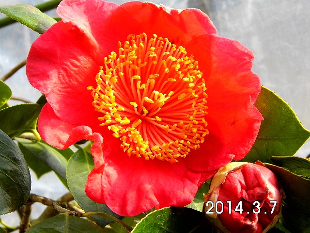 肥後椿百花撰 : 肥後椿・日本の椿 肥後椿百花撰 : 肥後椿・日本の椿