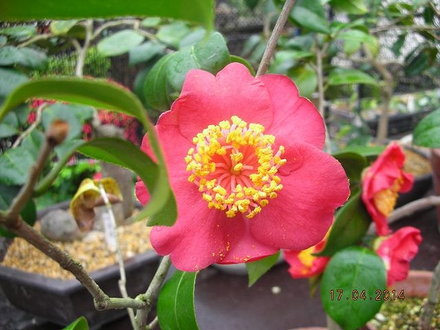 肥後椿百花撰 : 肥後椿・日本の椿