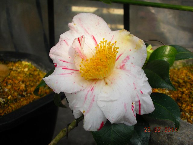 肥後椿百花撰 : 肥後椿・日本の椿