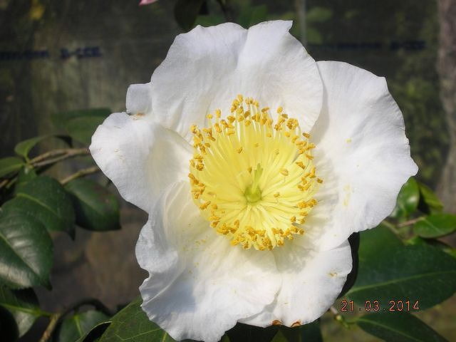肥後椿百花撰 : 肥後椿・日本の椿