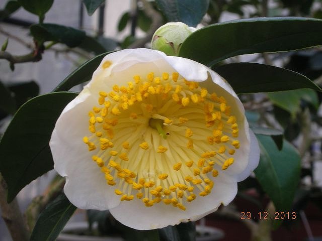 肥後椿百花撰 : 肥後椿・日本の椿