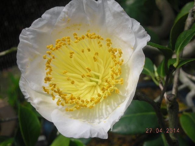 肥後椿 🌸本日より肥後椿盆栽展示中🌸 3月20日(木)まで肥後椿協会による