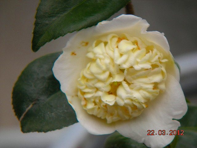 肥後椿百花撰 : 肥後椿・日本の椿