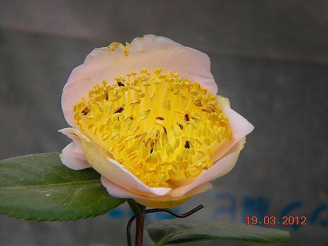 肥後椿百花撰 : 肥後椿・日本の椿