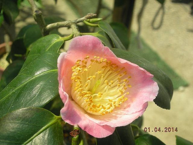 肥後椿百花撰 : 肥後椿・日本の椿