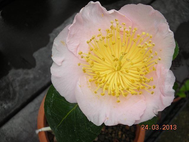 肥後椿百花撰 : 肥後椿・日本の椿 肥後椿百花撰 : 肥後椿・日本の椿