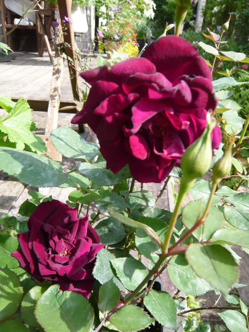 f0177841_2002089.jpg