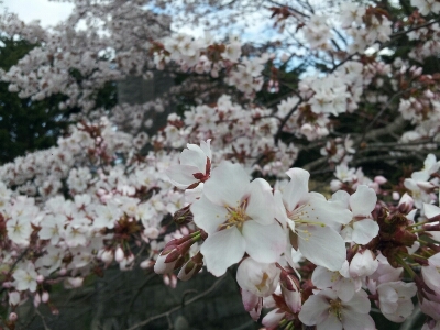桜の名所_d0164343_20242295.jpg