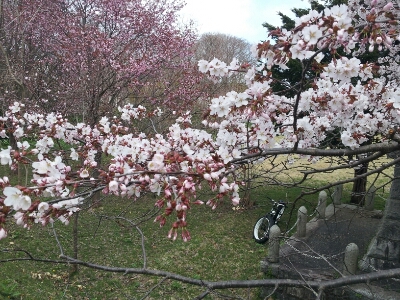 桜の名所_d0164343_20245357.jpg
