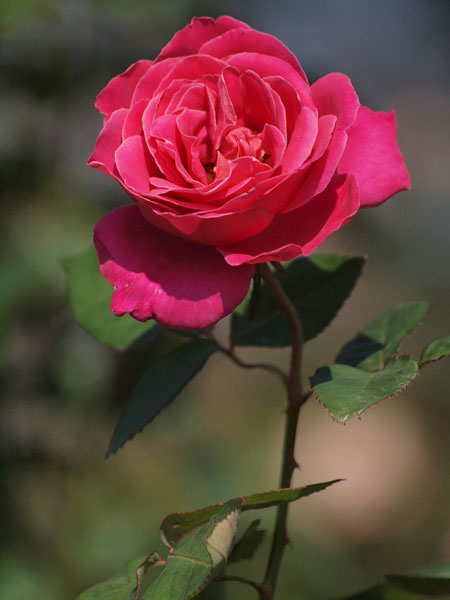 b0048744_622623.jpg