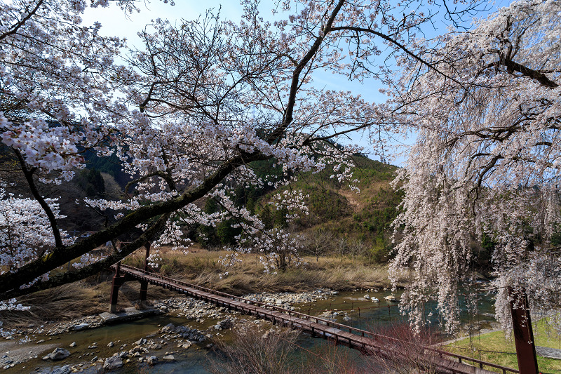 魚ヶ渕吊り橋の桜（京北町）_f0155048_23525456.jpg