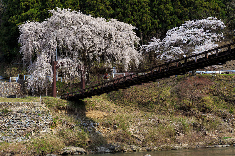 魚ヶ渕吊り橋の桜（京北町）_f0155048_23535392.jpg