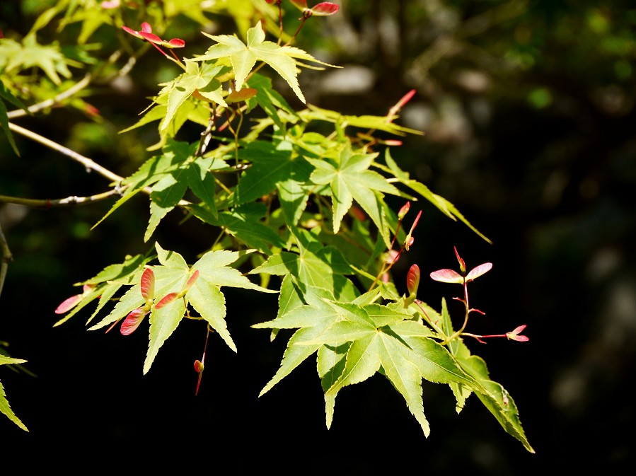 　　和歌山城公園にて_b0093754_17464520.jpg