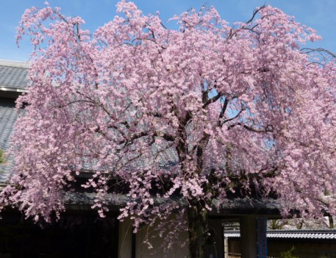 2014年の大垣の桜－１_f0197754_2251339.jpg