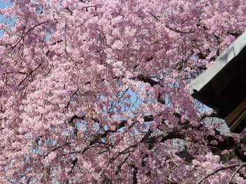 2014年の大垣の桜－１_f0197754_2253031.jpg