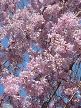 2014年の大垣の桜－１_f0197754_2255927.jpg