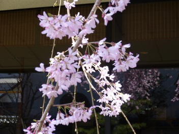 2014年の大垣の桜－１_f0197754_2264663.jpg