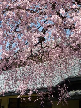 2014年の大垣の桜－１_f0197754_2271911.jpg