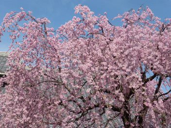 2014年の大垣の桜－１_f0197754_2273536.jpg