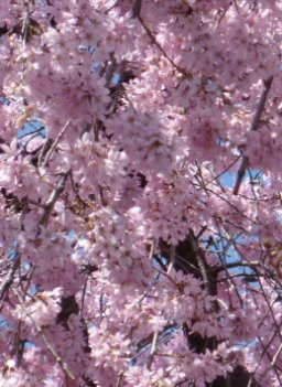 2014年の大垣の桜－１_f0197754_2275015.jpg