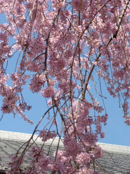 2014年の大垣の桜－１_f0197754_2285981.jpg