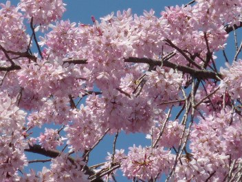2014年の大垣の桜－１_f0197754_2294289.jpg
