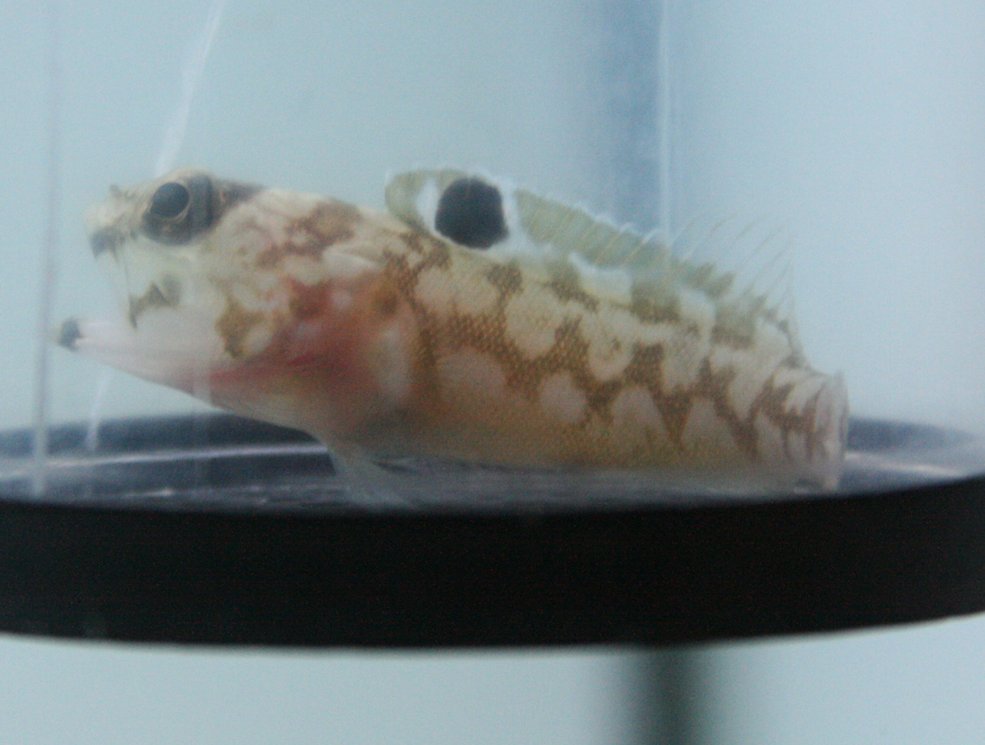 やられたぁぁ ビーボックスアクアリウム 海水魚 サンゴ情報 やられたぁぁ ビーボックスアクアリウム 海水魚 サンゴ情報