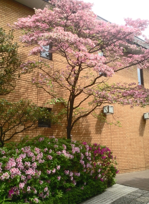 第117回 例会報告_b0160959_18284593.jpg