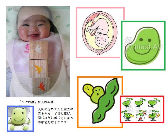 ソラマメにもへその緒がありました 莢はお母さんの子宮です 平ちゃんのブログ旅日記 ソラマメにもへその緒がありました 莢はお母さんの子宮です 平ちゃんのブログ旅日記