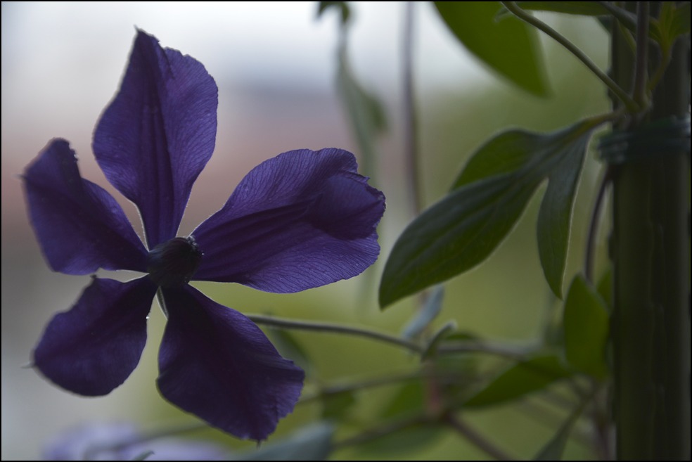 都心のベランダのレモンの木に花芽がつきました_a0031363_0265053.jpg