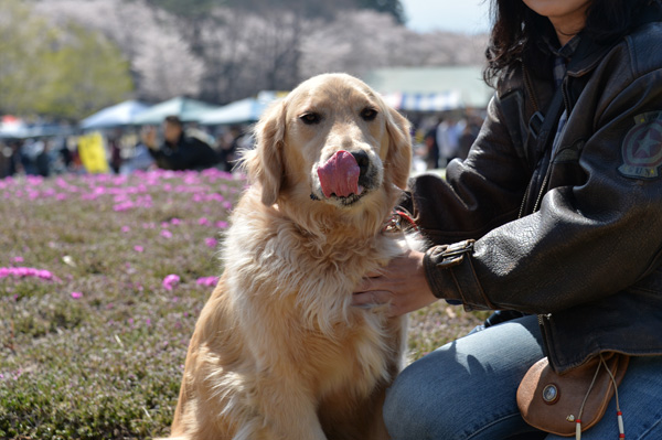 2014/4/13 赤城の千本桜_f0297764_1947916.jpg